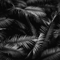 Papier Peint Panoramique Palmier Noir