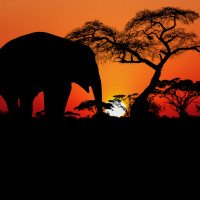 Papier Peint Panoramique Savane Couché de Soleil Elephant