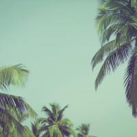 Papier Peint Panoramique Palmier Ombre 3