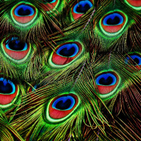 Papier Peint Panoramique Plumes Paon