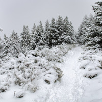 Papier Peint Panoramique Foret Enneigée