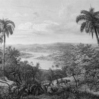 Papier Peint Panoramique Jungle Forêt Noir et Blanc