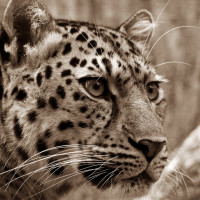 Papier Peint Panoramique Léopard 2