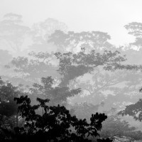 Papier Peint Panoramique Forêt Jungle Noir et Blanc