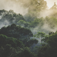 Papier Peint Panoramique Jungle Brumeuse
