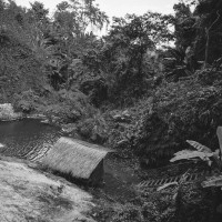 Papier Peint Panoramique Jungle Photo Noir et Blanc
