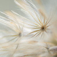 Papier Peint Panoramique Fleurs Séchées 2
