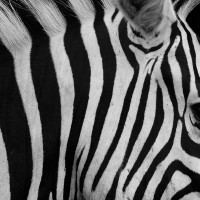 Papier Peint Panoramique Zèbre Nature