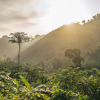 Papier Peint Panoramique Jungle Foret Horizon