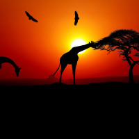 Papier Peint Panoramique Savane Couché de Soleil Girafes
