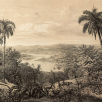 Papier Peint Panoramique Jungle Vintage Effet Dessin