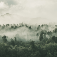 Papier Peint Panoramique Forêt Brumeuse