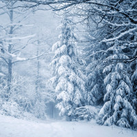 Papier Peint Panoramique Forêt Hiver