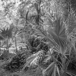 Papier Peint Panoramique Jungle Noir et Blanc