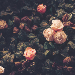 Papier Peint Panoramique Fleurs Vintage Papier Peint Panoramique Fleurs Vintage