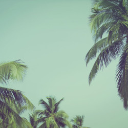 Papier Peint Panoramique Palmier Ombre 3