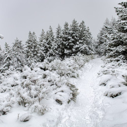 Papier Peint Panoramique Foret Enneigée Papier Peint Panoramique Foret Enneigée