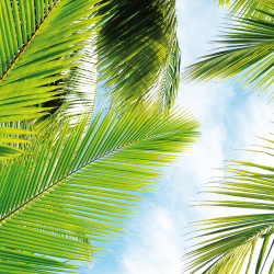 Papier Peint Panoramique Tropical Feuilles Papier Peint Panoramique Tropical Feuilles