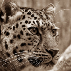 Papier Peint Panoramique Léopard 2