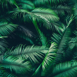 Papier Peint Panoramique Feuilles de Palmier 3