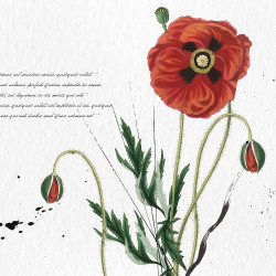 Papier Peint Panoramique Fleurs Coquelicots Papier Peint Panoramique Fleurs Coquelicots