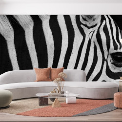 Papier Peint Panoramique Zèbre Nature