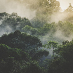 Papier Peint Panoramique Jungle Brumeuse Papier Peint Panoramique Jungle Brumeuse