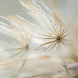 Papier Peint Panoramique Fleurs Séchées 2