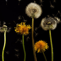 Papier Peint Panoramique Pissenlit Nature Papier Peint Panoramique Pissenlit Nature