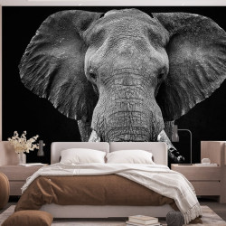 Papier Peint Panoramique Eléphant