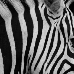 Papier Peint Panoramique Zèbre Nature Papier Peint Panoramique Zèbre Nature