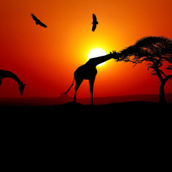 Papier Peint Panoramique Savane Couché de Soleil Girafes Papier Peint Panoramique Savane Couché de Soleil Girafes