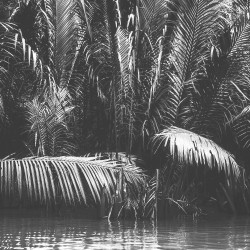 Papier Peint Panoramique Jungle Noir et Blanc 3 Papier Peint Panoramique Jungle Noir et Blanc 3