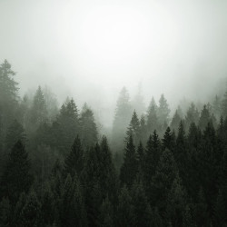 Papier Peint Panoramique Foret Brumeuse 3 Papier Peint Panoramique Foret Brumeuse 3