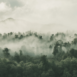 Papier Peint Panoramique Forêt Brumeuse Papier Peint Panoramique Forêt Brumeuse