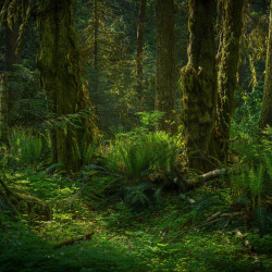 Papier Peint Panoramique Jungle Feuilles Papier Peint Panoramique Jungle Feuilles