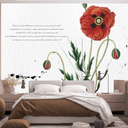 Papier Peint Panoramique Fleurs Coquelicots