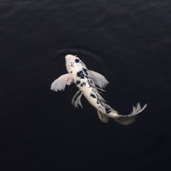 Papier Peint Panoramique Poisson Carpe Koï Papier Peint Panoramique Poisson Carpe Koï