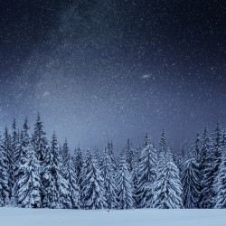 Papier Peint Panoramique Forêt Nuit Étoilée